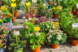 Plant sale